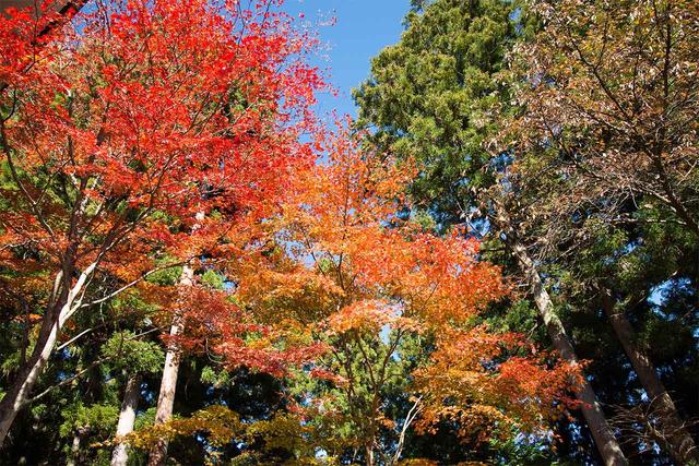 5 Scenic Train Routes Near Tokyo to Enjoy Autumn Foliage from the Window