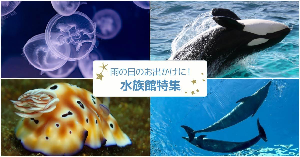 雨の日でも楽しめる駅チカ水族館をご紹介