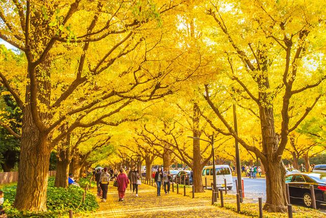 Head to the Best Autumn Foliage Spots! An Autumn Rail Trip Around Tokyo with Japan Transit Guide Powered by Ekispert