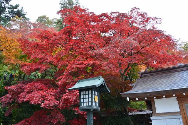 5 Shrines and Temples Near Tokyo for Autumn Foliage You Can Reach by Train